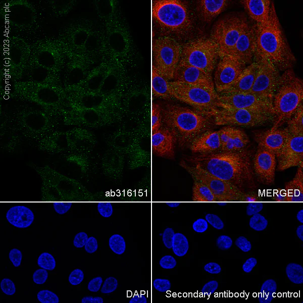 Immunocytochemistry/ Immunofluorescence - Anti-Rab11A antibody [EPR28202-94] - BSA and Azide free (AB316152)