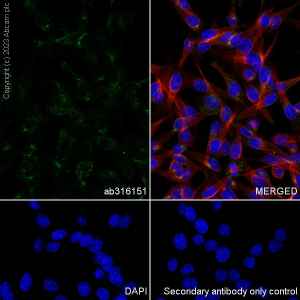 Immunocytochemistry/ Immunofluorescence - Anti-Rab11A antibody [EPR28202-94] - BSA and Azide free (AB316152)