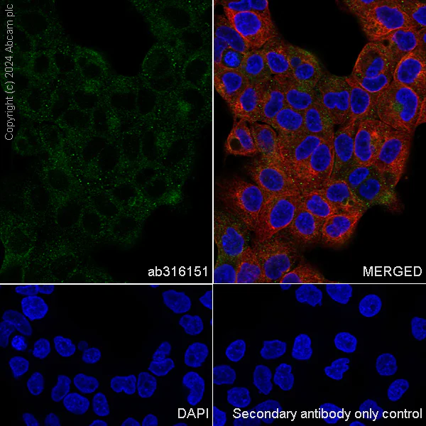 Immunocytochemistry/ Immunofluorescence - Anti-Rab11A antibody [EPR28202-94] - BSA and Azide free (AB316152)