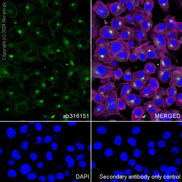Immunocytochemistry/ Immunofluorescence - Anti-Rab11A antibody [EPR28202-94] - BSA and Azide free (AB316152)