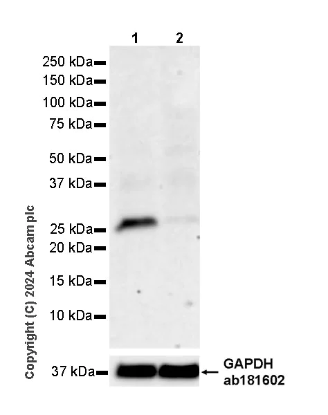 Western blot - Anti-Rab11A antibody [EPR28202-94] - BSA and Azide free (AB316152)