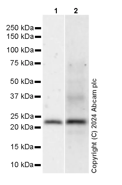 Western blot - Anti-Rab11A antibody [EPR28202-94] - BSA and Azide free (AB316152)