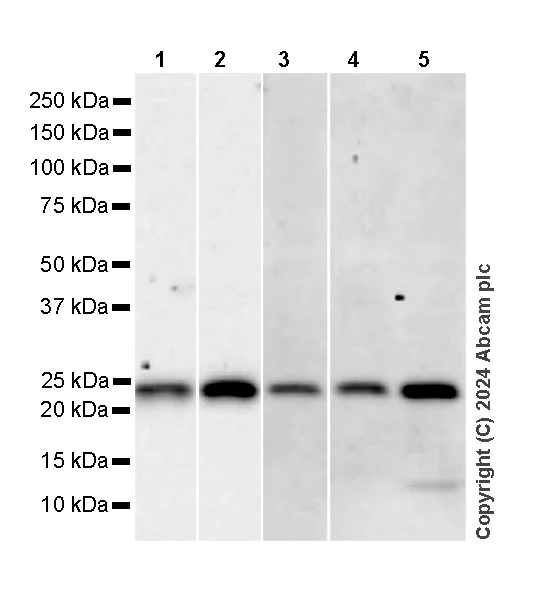 Western blot - Anti-Rab11A antibody [EPR28202-94] - BSA and Azide free (AB316152)