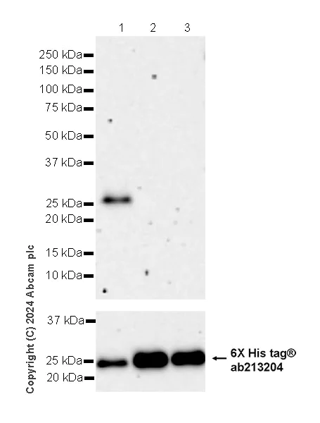 Western blot - Anti-Rab11A antibody [EPR28202-94] - BSA and Azide free (AB316152)
