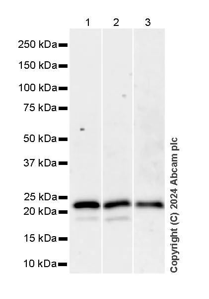 Western blot - Anti-Rab11A antibody [EPR28202-94] - BSA and Azide free (AB316152)