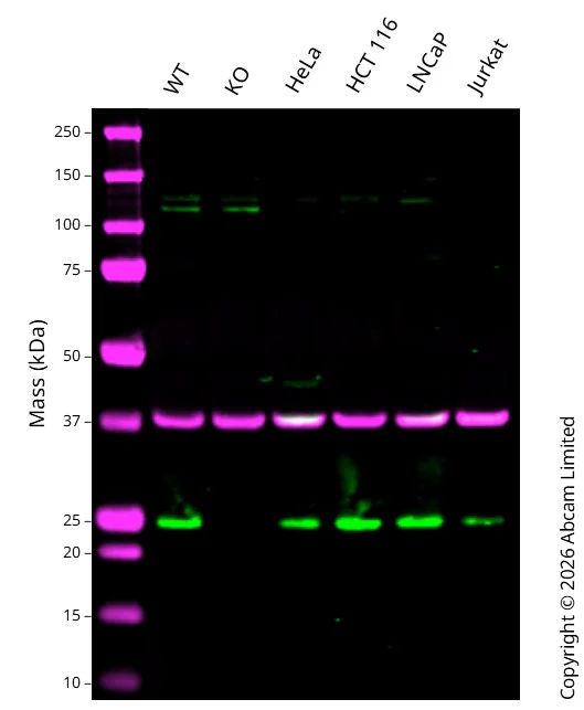 Western blot - Anti-Rab11A antibody [EPR28202-94] - BSA and Azide free (AB316152)
