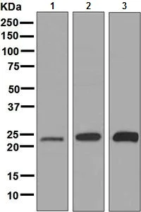 Western blot - Anti-Rab11A antibody [EPR7587(B)] (AB128913)