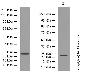 Western blot - Anti-Rab11A antibody [EPR7587(B)] (AB128913)