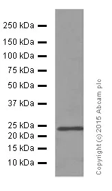 Western blot - Anti-Rab11A antibody [EPR7587(B)] (AB128913)