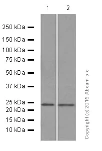 Western blot - Anti-Rab11A antibody [EPR7587(B)] (AB128913)