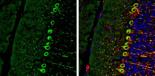Immunohistochemistry (Frozen sections) - Anti-RAB11B antibody (AB228954)