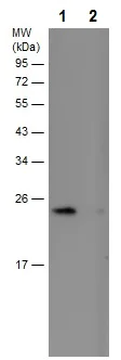 Western blot - Anti-RAB11B antibody (AB228954)