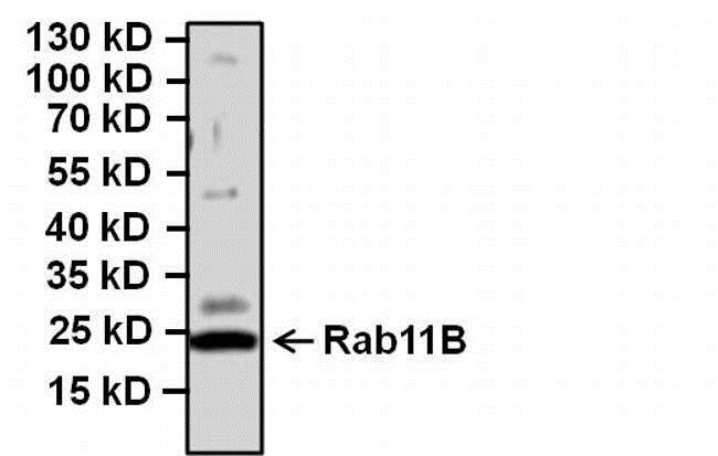 Western blot - Anti-RAB11B antibody (AB3612), expandable thumbnail
