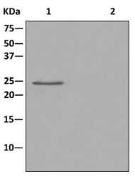 Immunoprecipitation - Anti-RAB11B antibody [EPR12719] (AB176344)