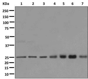 Western blot - Anti-RAB11B antibody [EPR12719] - BSA and Azide free (AB249917)