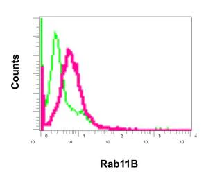 Flow Cytometry (Intracellular) - Anti-RAB11B antibody [EPR12725] - BSA and Azide free (AB249892)