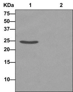 Immunoprecipitation - Anti-RAB11B antibody [EPR12725] - BSA and Azide free (AB249892)
