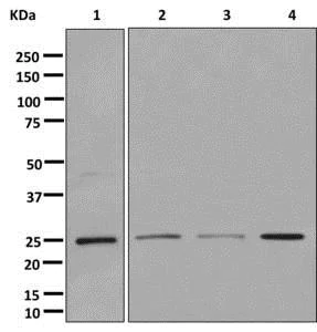 Western blot - Anti-RAB11B antibody [EPR12725] - BSA and Azide free (AB249892)
