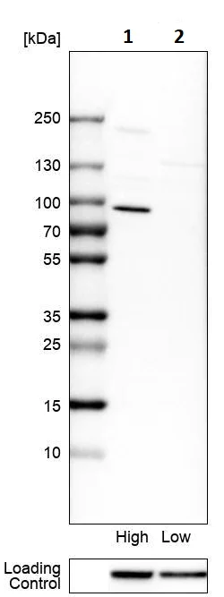 Western blot - Anti-RAB11FIP1 antibody (AB251765)