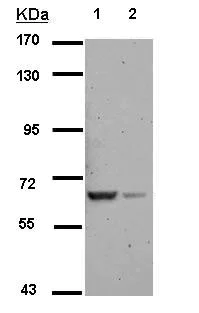 Western blot - Anti-RAB11FIP5 antibody (AB153843)