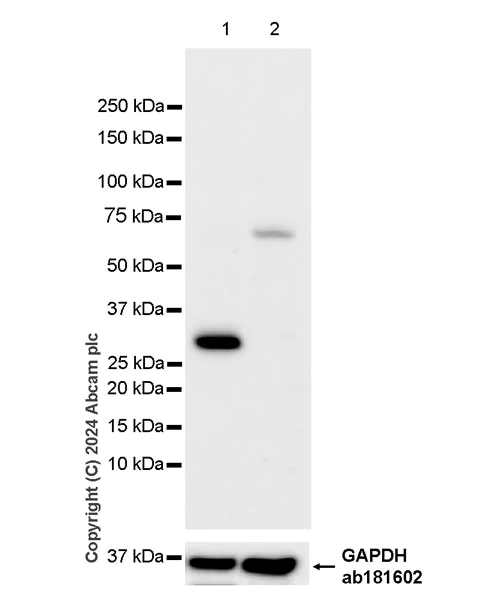 Western blot - Anti-RAB12 antibody [EPR28814-81] (AB316770)