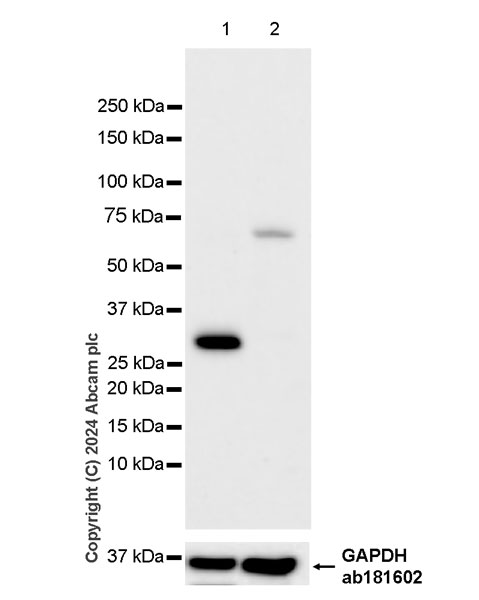 Western blot - Anti-RAB12 antibody [EPR28814-81] - BSA and Azide free (AB316771), expandable thumbnail