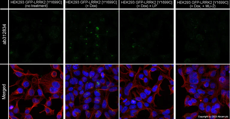 Anti-RAB12 (phospho S106) antibody [EPR26018-45] - BSA and Azide free ...