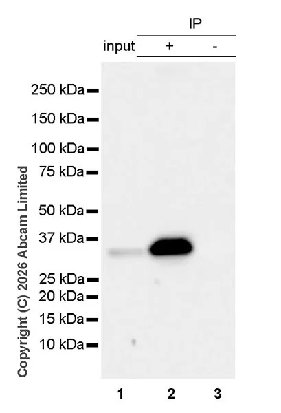 Anti-RAB12 (phospho S106) antibody [MJF-D29764-507] - BSA and Azide ...