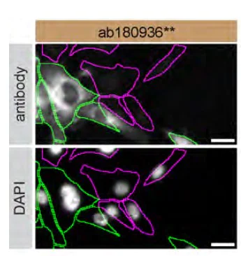 Immunocytochemistry/ Immunofluorescence - Anti-RAB13 antibody [EPR14109(B)] - BSA and Azide free (AB250269)