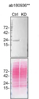 Western blot - Anti-RAB13 antibody [EPR14109(B)] - BSA and Azide free (AB250269)