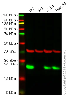 Western blot - Anti-RAB13 antibody [EPR14109(B)] - BSA and Azide free (AB250269)
