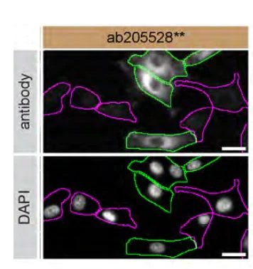Immunocytochemistry/ Immunofluorescence - Anti-RAB13 antibody [EPR14110(2)] - BSA and Azide free (AB251431)