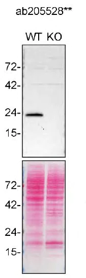 Western blot - Anti-RAB13 antibody [EPR14110(2)] - BSA and Azide free (AB251431)