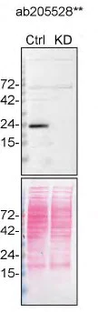 Western blot - Anti-RAB13 antibody [EPR14110(2)] - BSA and Azide free (AB251431)