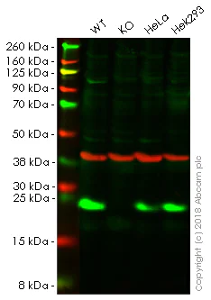 Western blot - Anti-RAB13 antibody [EPR14110(2)] - BSA and Azide free (AB251431)