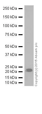Western blot - Anti-RAB13 antibody [EPR14110(2)] - BSA and Azide free (AB251431)