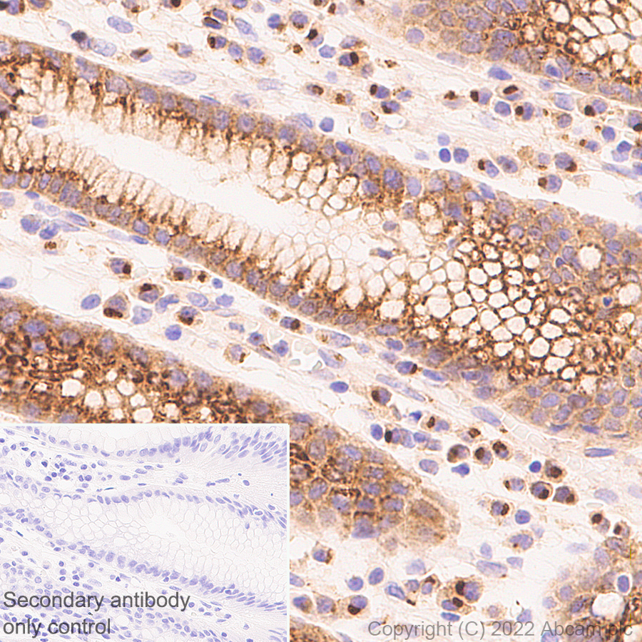 Immunohistochemistry (Formalin/PFA-fixed paraffin-embedded sections) - Anti-Rab1A antibody [EPR27169-83] (AB302545)