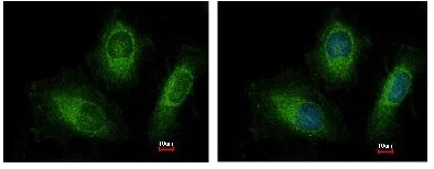 Immunocytochemistry/ Immunofluorescence - Anti-Rab20 antibody (AB105043)