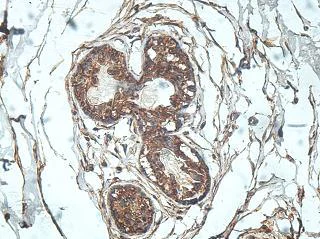 Immunohistochemistry (Formalin/PFA-fixed paraffin-embedded sections) - Anti-Rab20 antibody (AB197209)