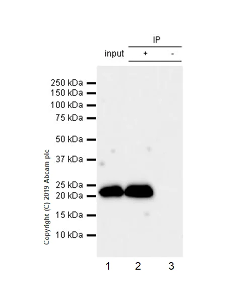 Immunoprecipitation - Anti-RAB22A antibody [EPR9486] (AB137093)
