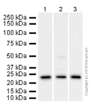 Western blot - Anti-RAB22A antibody [EPR9486] (AB137093)