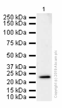 Western blot - Anti-RAB22A antibody [EPR9486] (AB137093), expandable thumbnail