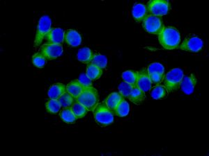 Immunocytochemistry/ Immunofluorescence - Anti-RAB22A antibody [EPR9486] - BSA and Azide free (AB240105), expandable thumbnail