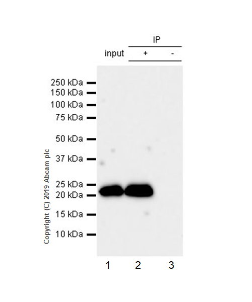 Immunoprecipitation - Anti-RAB22A antibody [EPR9486] - BSA and Azide free (AB240105), expandable thumbnail