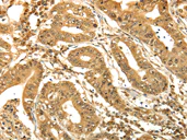 Immunohistochemistry (Formalin/PFA-fixed paraffin-embedded sections) - Anti-RAB26 antibody (AB198202)