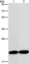 Western blot - Anti-RAB26 antibody (AB198202)