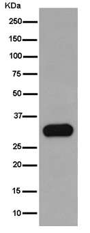 Western blot - Anti-RAB26 antibody [EPR15975(B)] - C-terminal (AB187151)