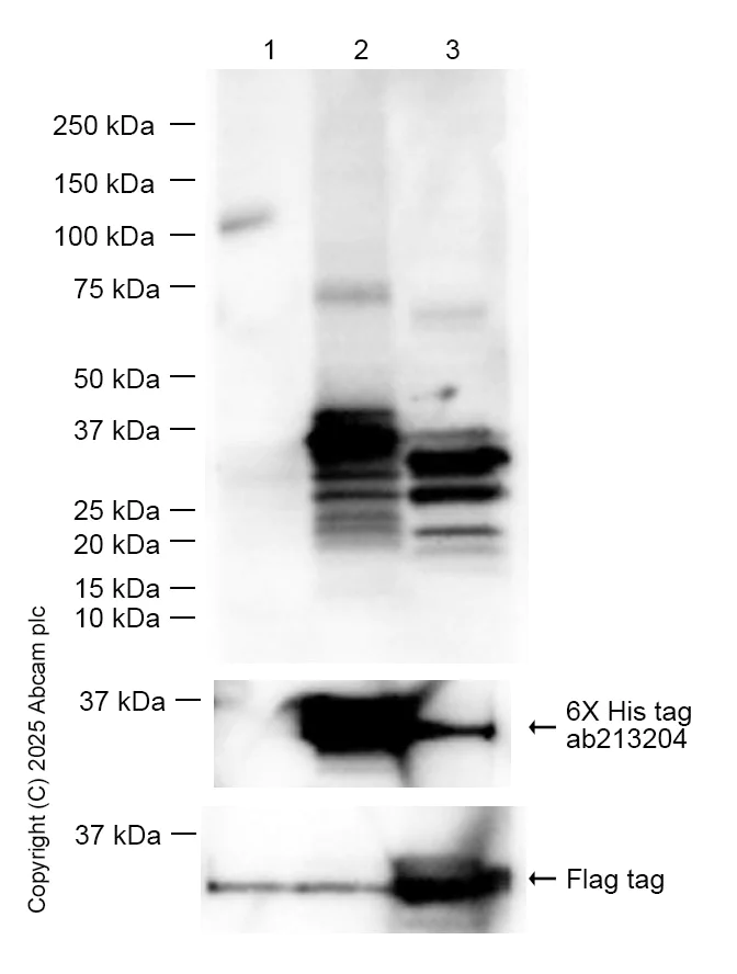 Western blot - Anti-RAB27A + RAB27B antibody [1G7] (AB55667)
