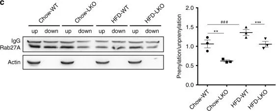 Western blot - Anti-RAB27A + RAB27B antibody [1G7] (AB55667)