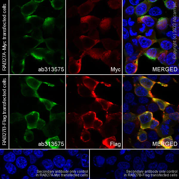 Immunocytochemistry/ Immunofluorescence - Anti-RAB27A + RAB27B antibody [EPR27120-68] (AB313575)